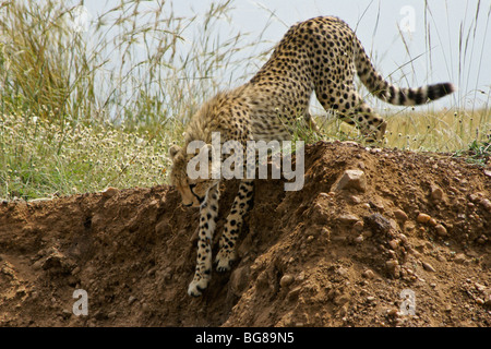 Les jeunes guépards (en ordre décroissant hill, Masai Mara, Kenya Banque D'Images