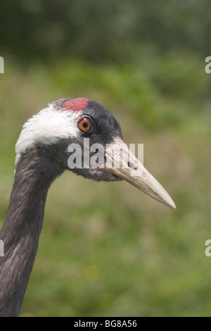 Grue eurasienne ou commun (Grus grus). Des profils. Portrait. La tête. .Angleterre Norfolk Banque D'Images