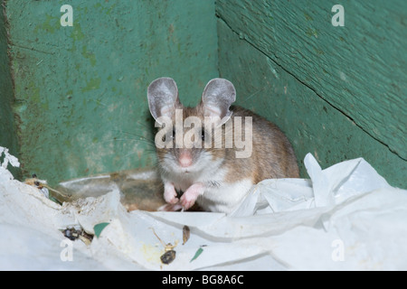 White-footed Souris sylvestre (Peromyscus maniculatus). Dans a​ adultes notice distributeur, de déchirer le papier pour faire un nid. La Pennsylvanie. USA. Banque D'Images