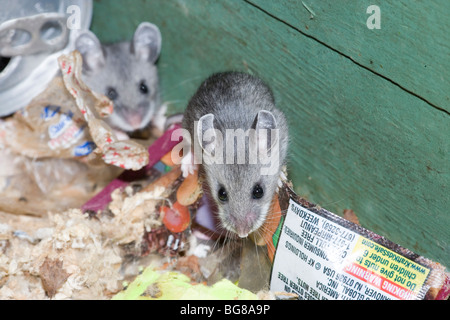 White-aux pieds de la souris sylvestre (Peromyscus maniculatus). Mineurs au sein d'une ancienne notice distributeur, l'utilisation de déchets comme nid.​ Parc National. La Pennsylvanie. USA. Banque D'Images