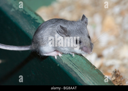 White-footed Souris sylvestre (Peromyscus maniculatus). L'équilibrage de juvéniles sur le côté d'un distributeur de prospectus. Parc national. La Pennsylvanie. USA. Banque D'Images