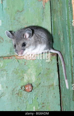 White-footed Souris sylvestre (Peromyscus maniculatus). Dans a​ adultes distributeur notice désaffectée, l'utilisant comme un site de nidification. La Pennsylvanie. USA. Banque D'Images