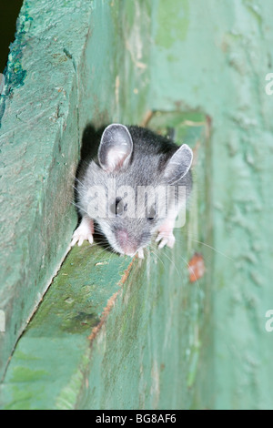 White-footed Souris sylvestre (Peromyscus maniculatus). Dans a​ adultes distributeur notice désaffectée, l'utilisant comme un site de nidification. La Pennsylvanie. USA. Banque D'Images