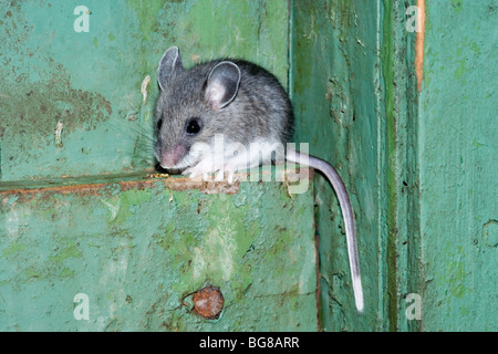 White-footed Souris sylvestre (Peromyscus maniculatus). Dans a​ adultes distributeur notice désaffectée, l'utilisant comme un site de nidification. La Pennsylvanie. USA. Banque D'Images