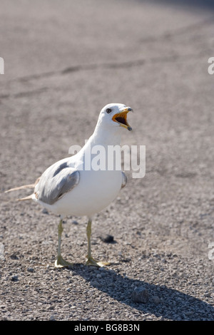 Le goéland à bec cerclé (Larus delawarensis). L'appel. Banque D'Images