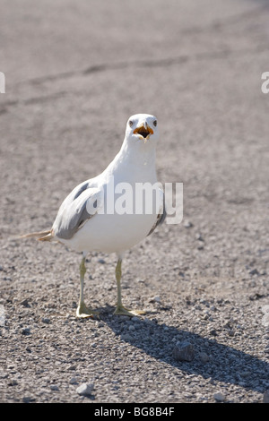 Le goéland à bec cerclé (Larus delawarensis). L'appel. Banque D'Images