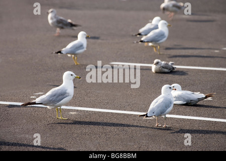 Le goéland à bec cerclé (Larus delawarensis). Le repos sur un parking public. New York, USA. Banque D'Images