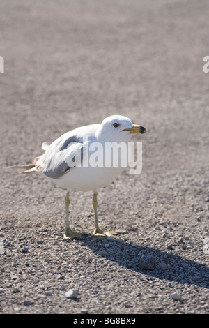 Le goéland à bec cerclé (Larus delawarensis). Le langage du corps. Se recroquevillant. Banque D'Images