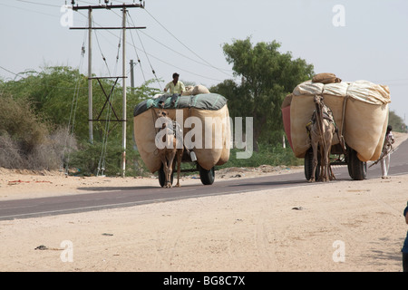 Des chameaux tirant des charrettes Banque D'Images