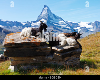 Suisse, Valais, Zermatt, la chèvre de montagne avec le Cervin en arrière-plan Banque D'Images