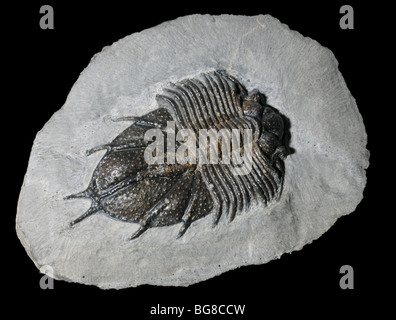 Fossiles de trilobites, Acanthopyge sp., Dévonien inférieur Banque D'Images