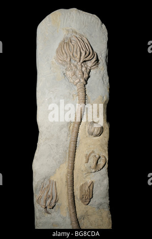 Des fossiles de crinoïdes, Agaricocrinus splendens, à partir de l'époque Mississipian Banque D'Images