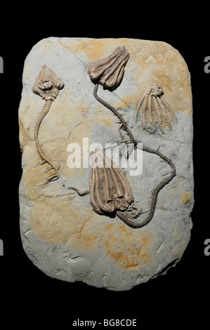 Des fossiles de crinoïdes, Agaricocrinus splendens, à partir de l'époque Mississipian Banque D'Images