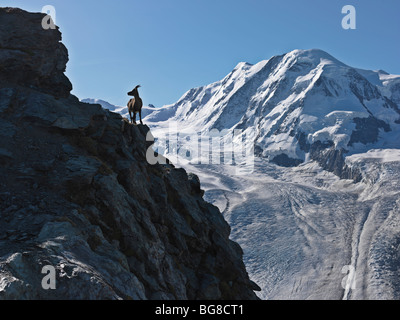 Suisse, Valais, Zermatt, Gornergrat, chèvre de montagne sur la falaise avec le Mont Breithorn en arrière-plan Banque D'Images