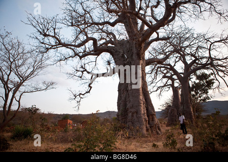 Les baobabs au-dessus de la tour un passant dans le village de Pahi, région de Dodoma, en Tanzanie. Banque D'Images