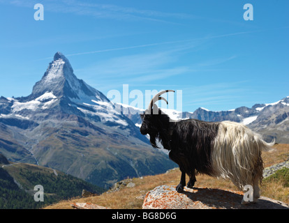 Suisse, Valais, Zermatt, la chèvre de montagne avec le Cervin en arrière-plan Banque D'Images