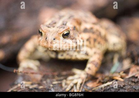 Crapaud d'Amérique (Bufo americanus). Position des yeux, vision stéréoscopique permet le maintien d'une alimentation d'invertébrés prédateurs Hunter. Banque D'Images