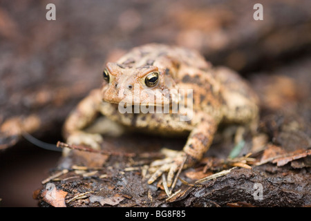 Crapaud d'Amérique (Bufo americanus). Position des yeux, vision stéréoscopique permet le maintien d'une alimentation d'invertébrés prédateurs Hunter. Banque D'Images