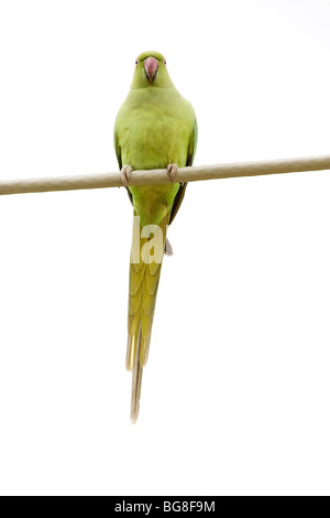 Un héron pourpré (Psittacula krameri) en étant debout sur un câble Banque D'Images