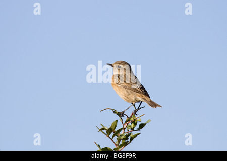 Une femme Stonechat (Saxicola torquatus) debout sur un haut d'un petit buisson Banque D'Images