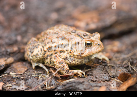 Crapaud d'Amérique (Bufo americanus). La peau, l'épiderme, camouflé parmi des couleurs terre. Le repos sur le sol de feuilles mortes. Banque D'Images