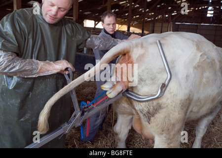 Le vêlage d'une vache Charolaise' ' Banque D'Images