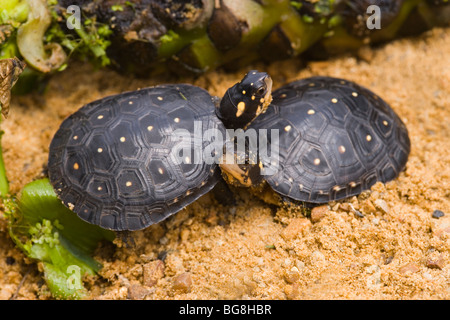 Les tortues ponctuées d'Amérique du nord (Clemmys guttata). Banque D'Images
