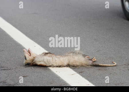 L'Opossum de Virginie ou d'Amérique du Nord (Didelphis virginiana). Road Kill victime. Banque D'Images