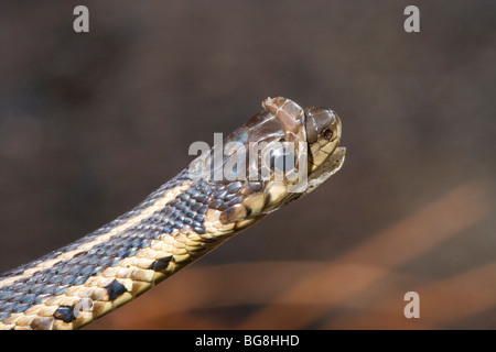 L'Est (Thamnophis sirtalis sirtalis). Desquamation de la peau du début à partir de la pointe du nez. La mue. Banque D'Images