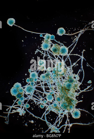 Darkfield photomicrographie de champignon Aspergillus Banque D'Images