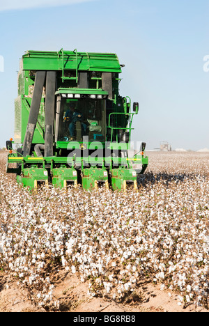 Un cueilleur de coton capture un champ de coton en Arizona Banque D'Images