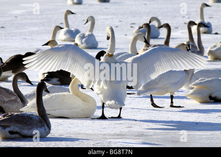 Disparition de Cygnes trompettes (Cygnus buccinator) reste, preen et l'étirer sur une rivière Wisconsin glacial en hiver Banque D'Images