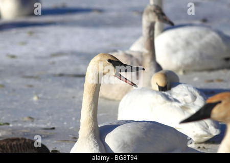 Des groupes d'espèces en Cygnes trompettes (Cygnus buccinator) se chamaillent bruyamment sur l'eau ouverte d'une glaciale rivière Wisconsin. Banque D'Images