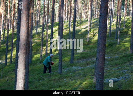 Une femme finlandaise âgée cueillant des bleuets dans la forêt de taïga de pins et de conifères ( pinus sylvestris ) , Finlande Banque D'Images