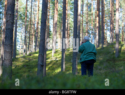 Une femme finlandaise âgée cueillant des bleuets dans la forêt de taïga de pin ( pinus sylvestris ), de bruyère et de conifères , Finlande Banque D'Images