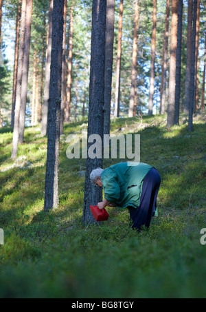 Une femme finlandaise âgée cueillant des bleuets dans la forêt de taïga de pin ( pinus sylvestris ), de bruyère et de conifères , Finlande Banque D'Images