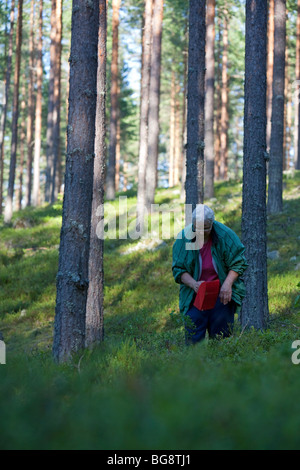 Une femme finlandaise âgée cueillant des bleuets dans la forêt de taïga de pin ( pinus sylvestris ), de bruyère et de conifères , Finlande Banque D'Images