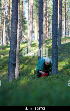 Une femme finlandaise âgée cueillant des bleuets dans la forêt de taïga de pin ( pinus sylvestris ), de bruyère et de conifères , Finlande Banque D'Images