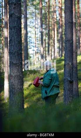 Une femme finlandaise âgée cueillant des bleuets dans la forêt de taïga de pin ( pinus sylvestris ), de bruyère et de conifères , Finlande Banque D'Images