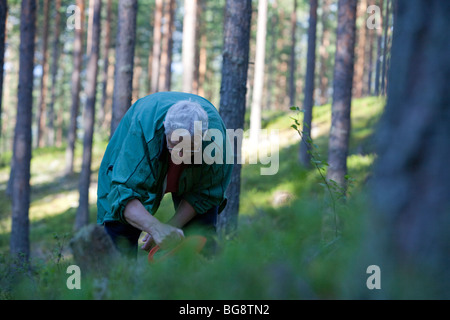 Une vieille femme finlandaise bleuets cueillette en pin ( Pinus sylvestris ) forêt , Finlande Banque D'Images