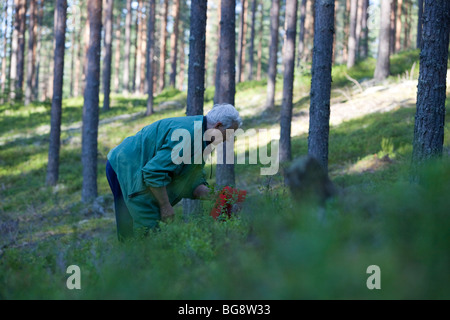 Une femme finlandaise âgée cueillant des bleuets dans la forêt de taïga de pin ( pinus sylvestris ), de bruyère et de conifères , Finlande Banque D'Images