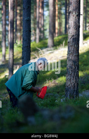 Une femme finlandaise âgée cueillant des bleuets dans la forêt de taïga de pin ( pinus sylvestris ), de bruyère et de conifères , Finlande Banque D'Images