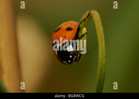 Septième place Ladybird Banque D'Images