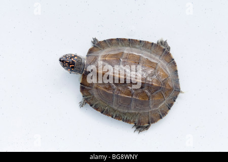 Asian Black Turtle Geomyda triuga thermalis. Marquage sur tête orange montrant typiques de cette sous-espèce. Les juvéniles. Banque D'Images