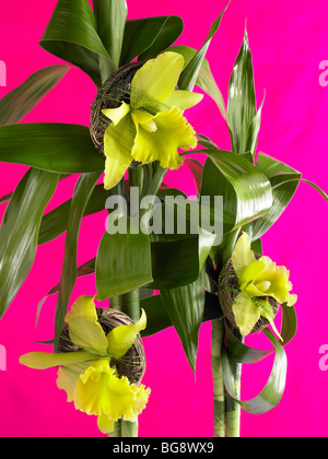 Orchidées jaunes avec coco et bambou sur fond rose Banque D'Images
