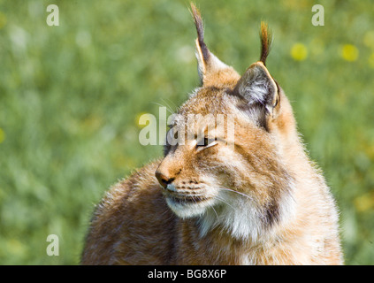 Disparition de beaux lynx pardinus ou Lynx pardina aka lynx ibérique Banque D'Images