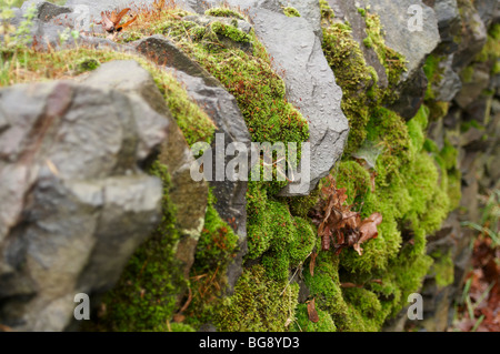 Les jeunes de l'ortie, et de sphaigne croissant dans un mur en pierre sèche en leiicestershire rock, Angleterre Banque D'Images