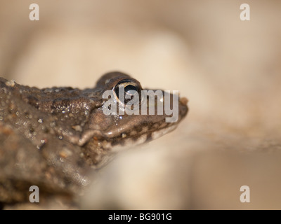 Close up of a green frog (Rana klepton esculenta) sur le sable, les banques du fleuve Loire, dans le Loiret, France. Banque D'Images