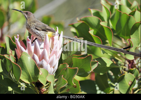 Cape Sugarbird mâle se nourrissant dans King Protea Flower Banque D'Images