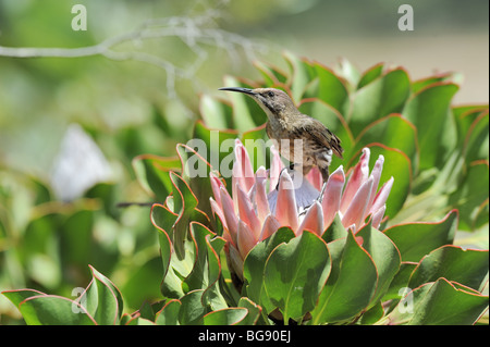 Cape Sugarbird mâle se nourrissant dans King Protea Flower Banque D'Images